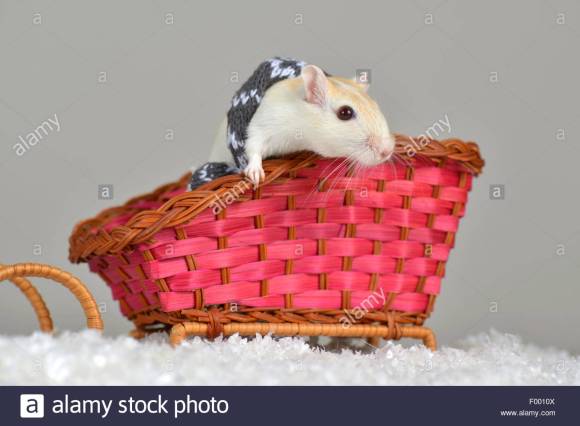 mongolian-gerbil-clawed-jird-meriones-unguiculatus-gerbil-in-a-tobiggan-F0010X