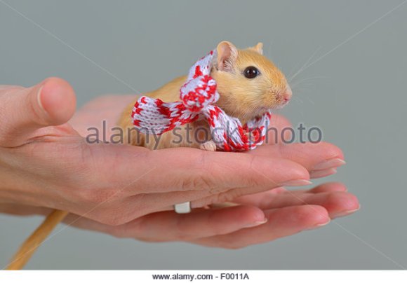 mongolian-gerbil-clawed-jird-meriones-unguiculatus-gerbil-with-a-little-f0011a