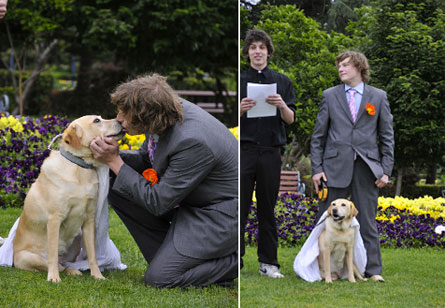weddingsdog