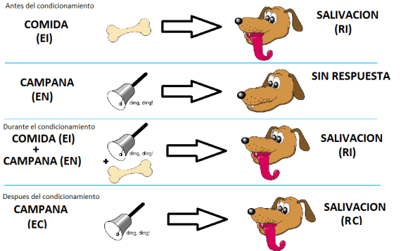 condicionamiento-clasico1